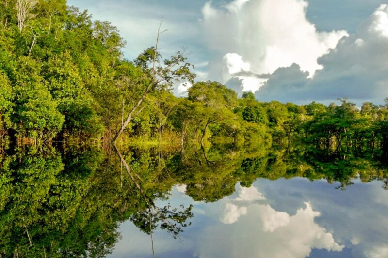Manaus: Amazon Jungle Half-Day Walking Tour - Frequently Asked Questions