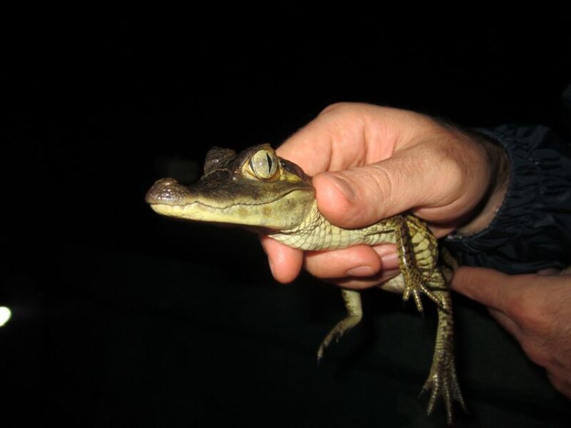 Manaus: Amazon Jungle Tour With Alligator Night Watch - Key Points