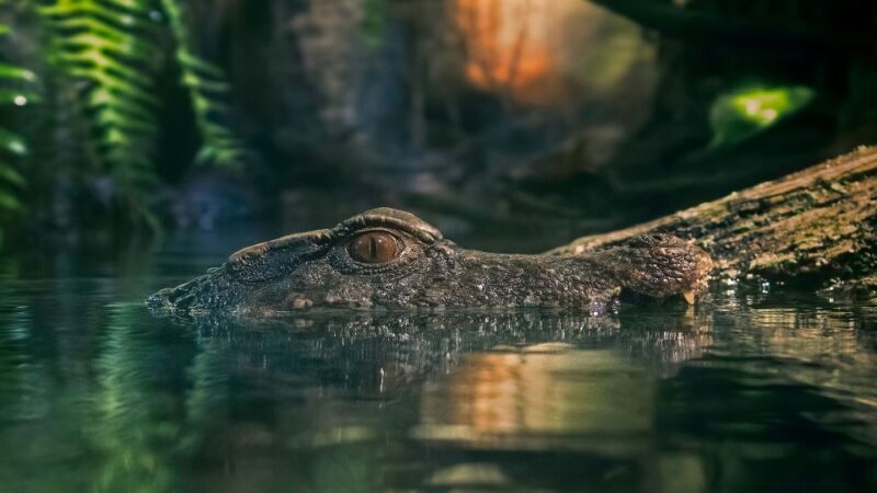 Manaus: Amazon Jungle Tour With Alligator Night Watch - Flexible Cancellation Policy