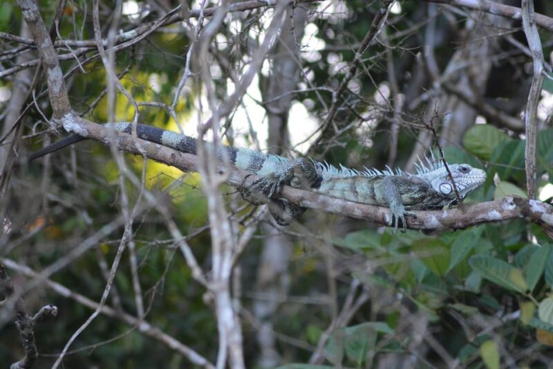 Manaus Amazon Kabanas Jungle Survival Tour 7 Days & 6 Nights - Key Activities and Experiences