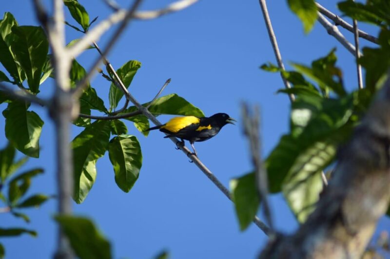 Manaus Amazon Kabanas Jungle Survival Tour 7 Days & 6 Nights - Itinerary Breakdown