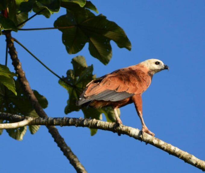 Manaus Amazon Kabanas Jungle Survival Tour 7 Days & 6 Nights - Contact and Additional Information