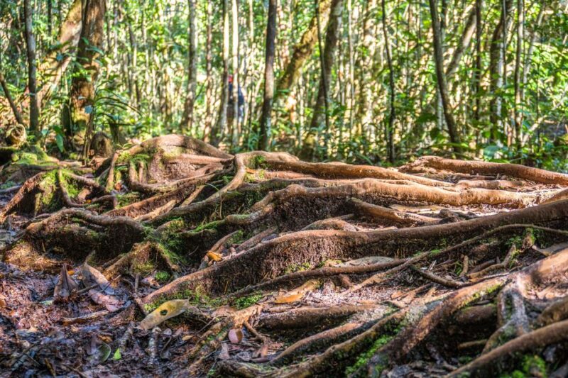Manaus: Amazonas Jungle Trek & Anavilhanas Archipelago - Bilingual Guide