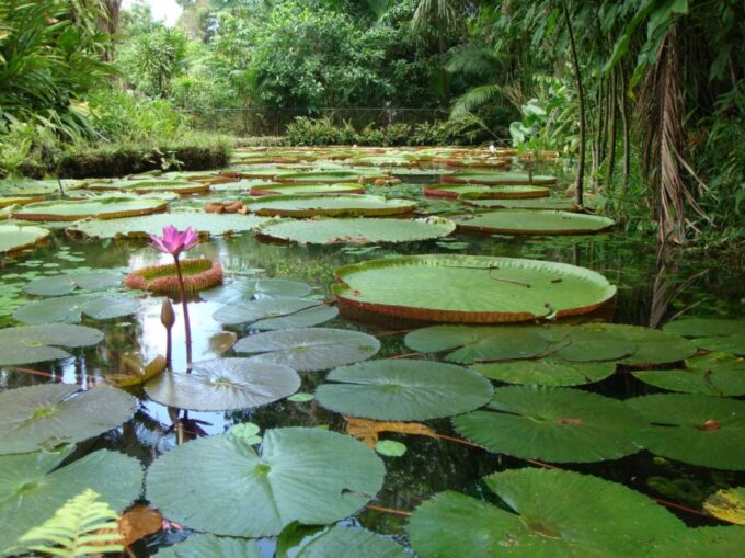 Manaus: Full-Day Tour on the Amazon River - Frequently Asked Questions