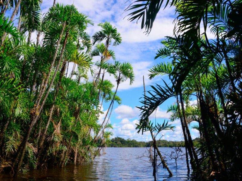 Manaus: Guided Amazon Dolphins Day Trip With Boat and Pickup - Key Points