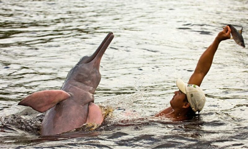 Manaus: Guided Amazon Dolphins Day Trip With Boat and Pickup - Pickup and Transportation