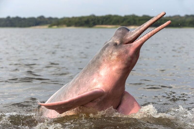 Manaus: Guided Amazon Dolphins Day Trip With Boat and Pickup - Journey to Lake Acajatuba