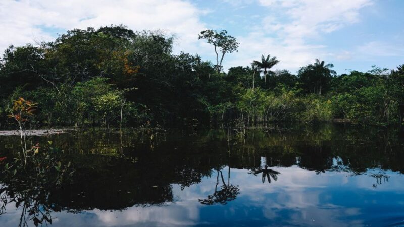 Manaus: Guided Amazon Dolphins Day Trip With Boat and Pickup - Encountering the Pink Dolphins