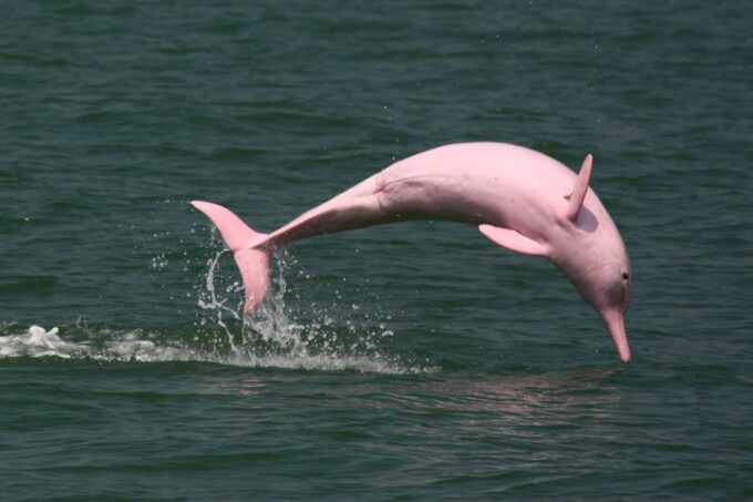 Manaus: Guided Amazon Dolphins Day Trip With Boat and Pickup - Exploring the Amazon Landscape