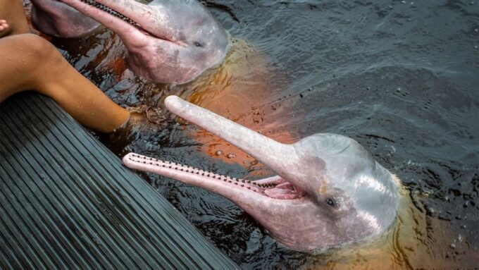 Manaus: Guided Amazon Dolphins Day Trip With Boat and Pickup - Frequently Asked Questions