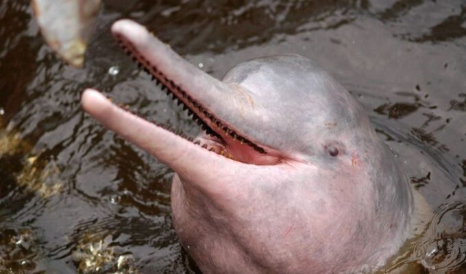 Manaus: Meeting of the Waters & Pink Dolphin Tour With Lunch - Tour Duration and Availability