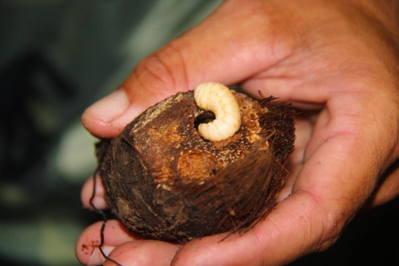 Manaus: Multi-Day Amazon Survival Trip With Camping - Jungle Trekking and Caiman Spotting