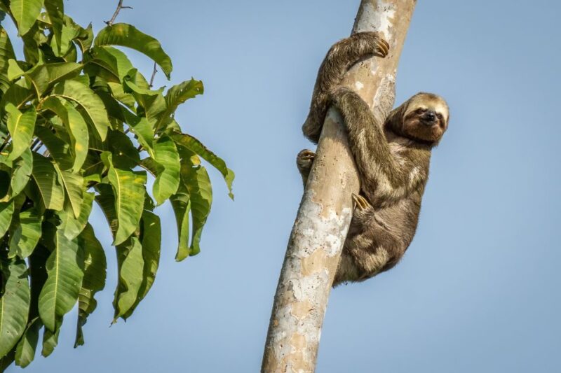Manaus: Multi-Day Amazon Trip at Tapiri Floating Lodge - Itinerary Highlights