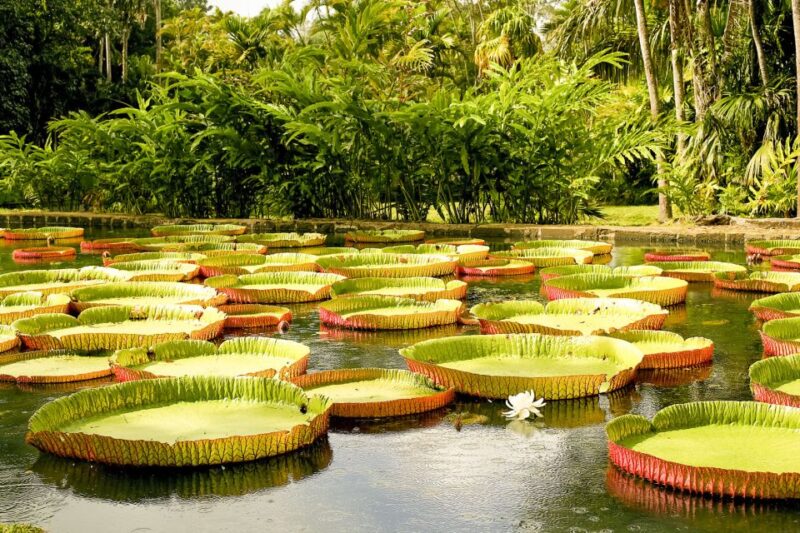 Manaus: MUSA and INPA Museums With Observation Tower Tour - Guided Museum Visits