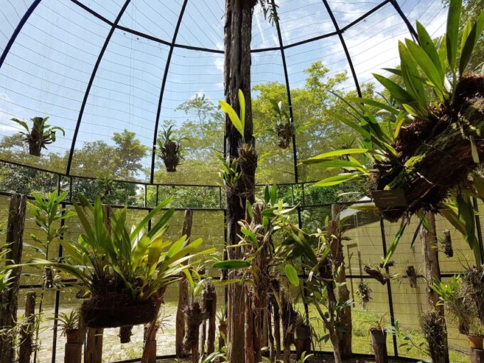 Manaus: MUSA and INPA Museums With Observation Tower Tour - Mobility and Health Restrictions