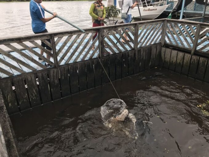 Manaus: Old City Guided Tour Plus Amazon River Boat Tour - Flooded Forests and Water Lilies