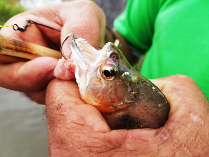 Manaus: Piranha Fishing and Alligator Watch Evening Tour - Encountering Alligators in the Wild