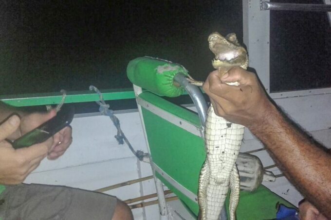 Manaus: Piranha Fishing and Alligator Watch Evening Tour - Frequently Asked Questions