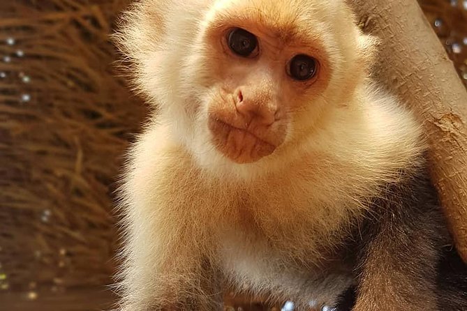 Manawakie Park Sloths & Monkey Encounter - Pickup Information
