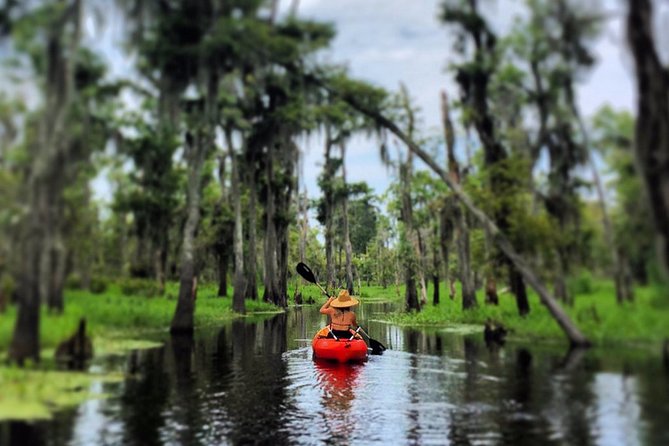 Manchac Swamp Kayak Small-Group Tour - Wildlife Sightings