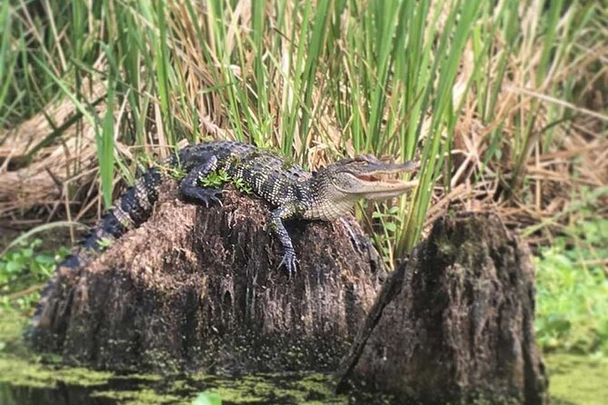 Manchac Swamp Kayak Tour for Experienced Kayakers With Pickup - Health and Safety Considerations