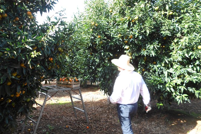 Mandarina Farming Tour With Food and Drink Tasting in Albania - Local Cheese and Produce Tasting