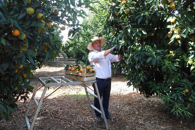 Mandarina Farming Tour With Food and Drink Tasting in Albania - Tangerine and Orange Picking