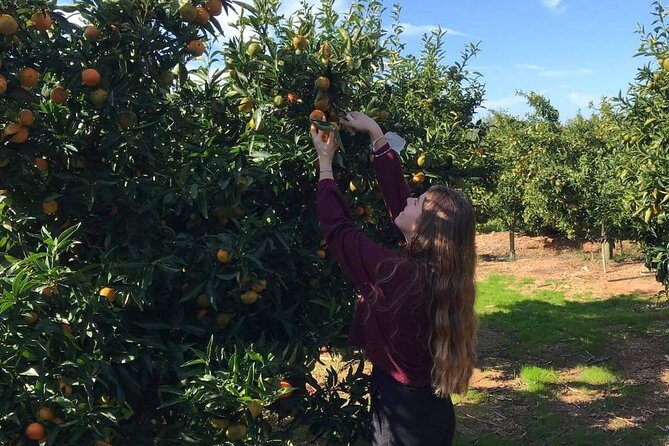 Mandarina Farming Tour With Food and Drink Tasting in Albania - Scenic Picnic Farmer Lunch