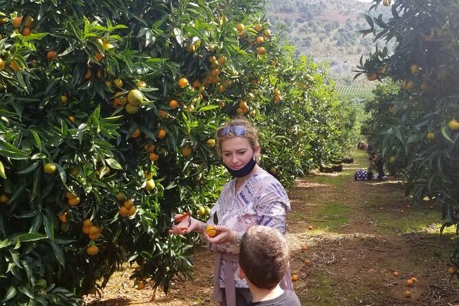 Mandarina Farming Tour With Food and Drink Tasting in Albania - Eco-Friendly and Educational Experience