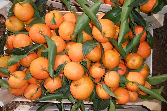 Mandarina Farming Tour With Food and Drink Tasting in Albania - Positive Guest Reviews and Feedback