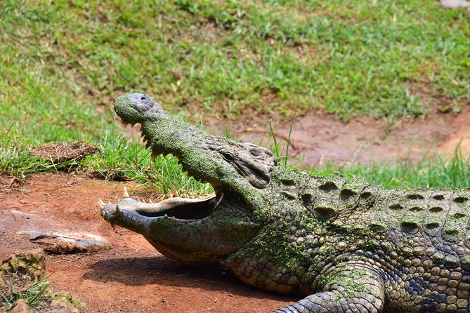 Mandela Capture Site & Phezulu Cultural Village Day Tour From Durban - Tour Overview