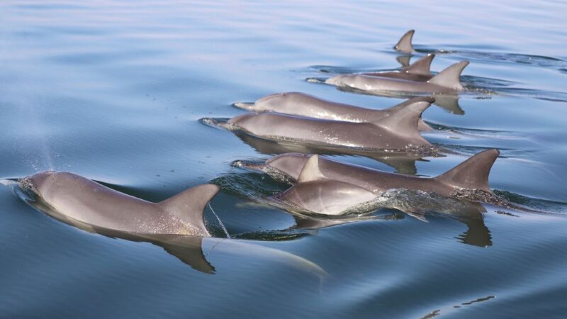 Mandurah: Dolphin and Views Cruise With Optional Lunch - Key Points