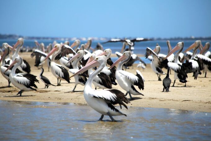 Mandurah: Dolphin and Views Cruise With Optional Lunch - Scenic Cruise of Mandurah