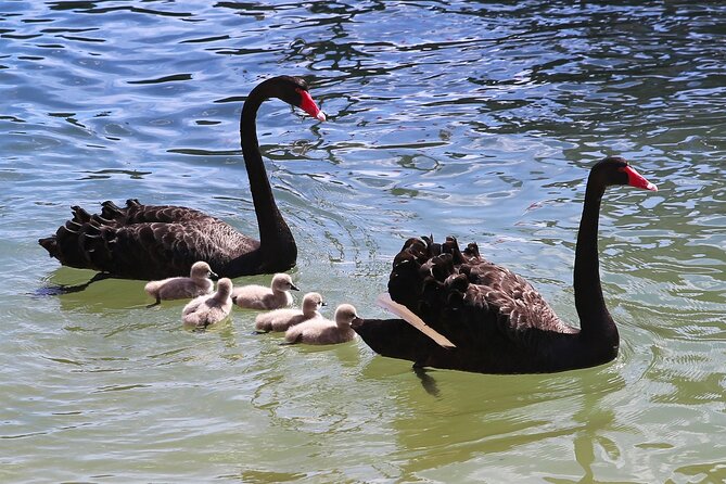 Mandurah Dolphin Cruise and Views - Key Locations Visited