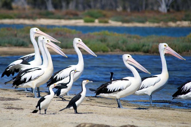 Mandurah Dolphin Cruise and Views - Additional Information
