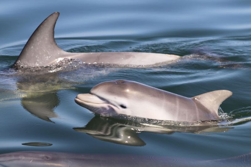 Mandurah: Self-Drive BBQ Boat Hire - Spotting Local Wildlife on the Waterways