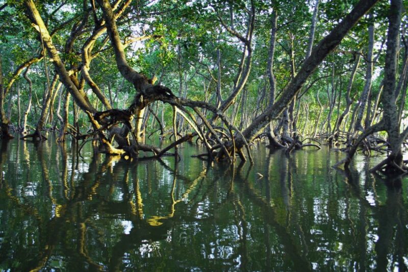 Mangrove Adventure in Bentota - Experience Highlights