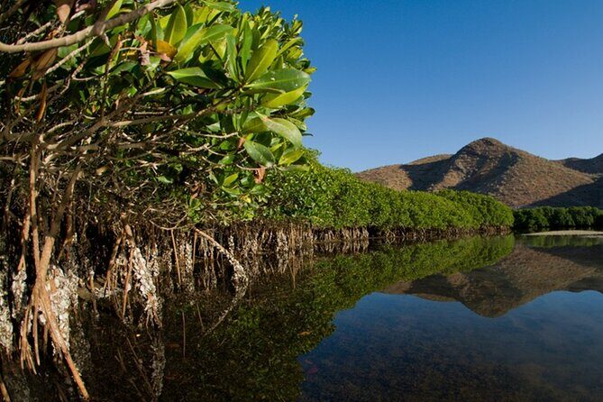 Mangrove Adventure with Snorkeling and Shellfish Tasting - Who Should Take This Tour?