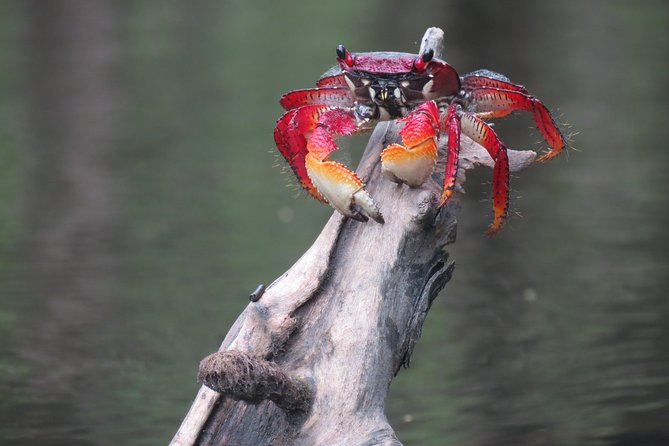 Mangrove, Beaches and Islands by Kayak Tour - Itinerary Details