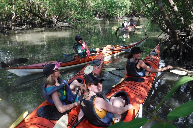 Mangrove, Beaches and Islands by Kayak Tour - Traveler Feedback