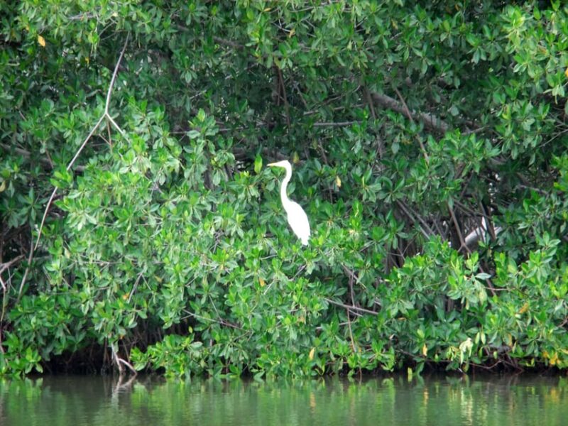 Mangrove Canoe Tour in La Boquilla German or Italian Guide - Tour Highlights