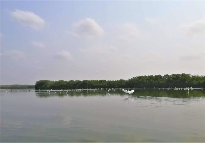 Mangrove Canoe Tour in La Boquilla German or Italian Guide - Pickup Locations