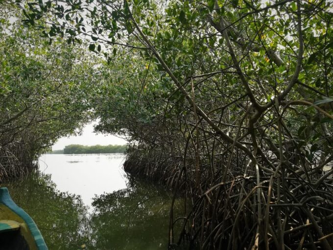 Mangrove Canoe Tour in La Boquilla German or Italian Guide - Recap