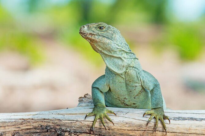 Mangrove Cay and Iguana Island Tours - Transportation & Group Size