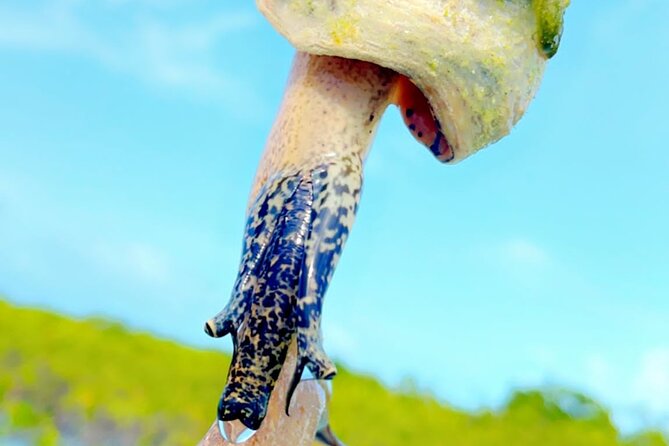 Mangrove Cay And Iguana Island Venture In Turks And Caicos Island - Whats Included in the Experience
