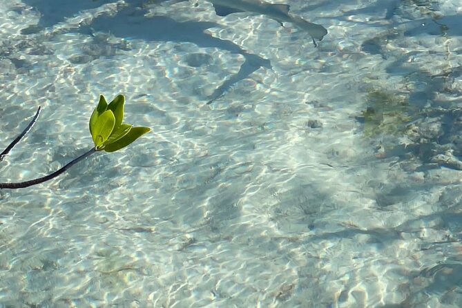 Mangrove Cay And Iguana Island Venture In Turks And Caicos Island - Fascinating Wildlife and Activities