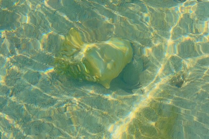 Mangrove Cay And Iguana Island Venture In Turks And Caicos Island - Planning Your Mangrove and Iguana Venture