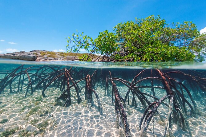Mangrove Cay Tour - Tour Type and Guides
