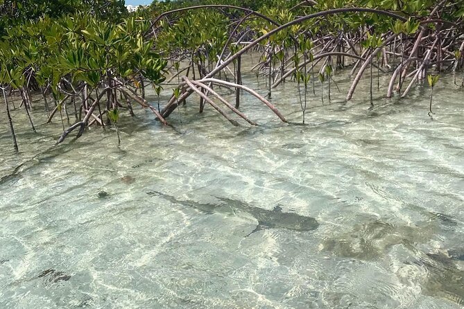 Mangrove Clear Kayak Tour - Pickup and Meeting Point
