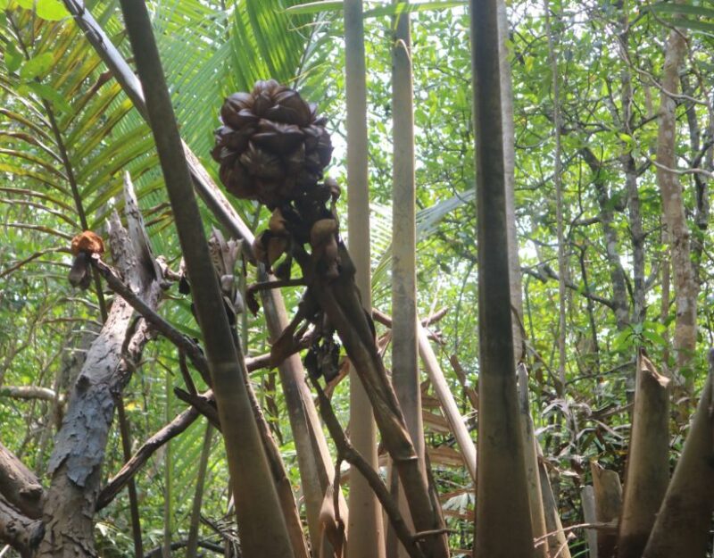 Mangrove Day Tour - Bintan - Inclusions and Exclusions